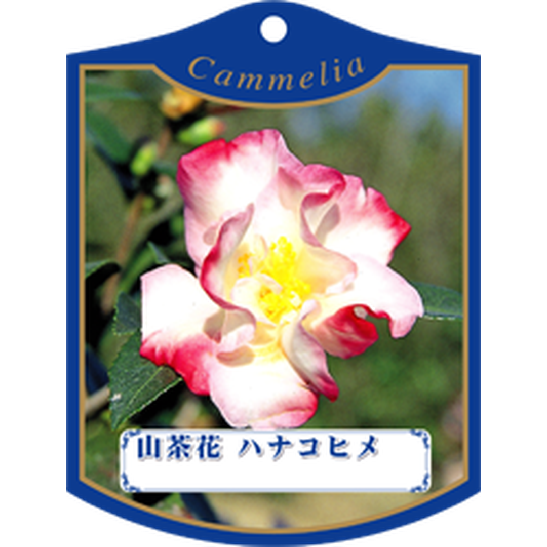 ARC サザンカ ハナコヒメ K 園芸用ラベル【105mm×80mm】100枚入 T1TMK233-01