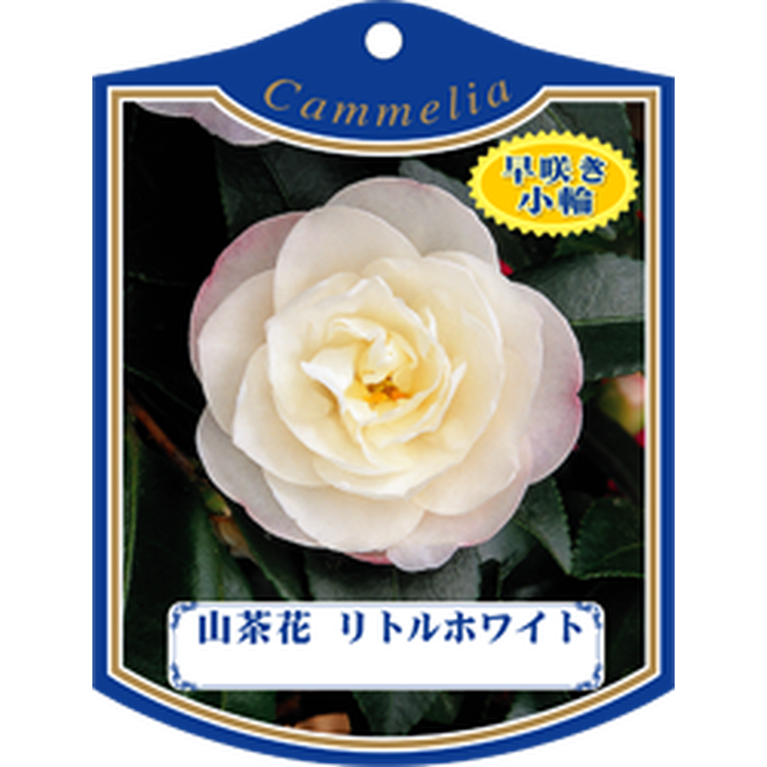 ARC サザンカ リトルホワイト K 園芸用ラベル【105mm×80mm】100枚入 T1TMK234-01