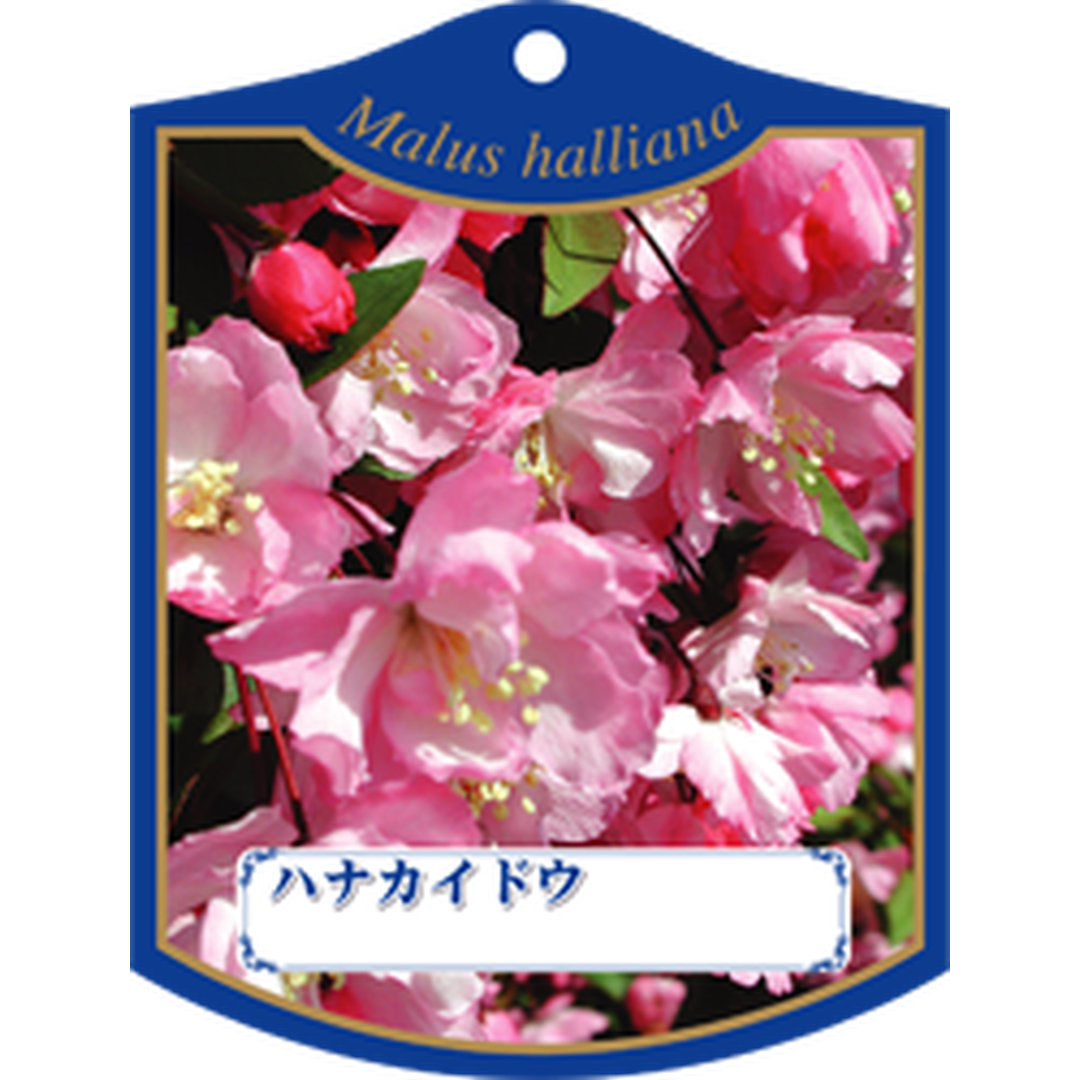 ARC ハナカイドウ K 園芸用ラベル【105mm×80mm】100枚入 T1TMK237-01