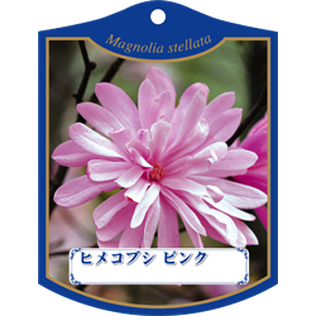 ARC ヒメコブシ ピンク K 園芸用ラベル【105mm×80mm】100枚入 T1TMK239-01