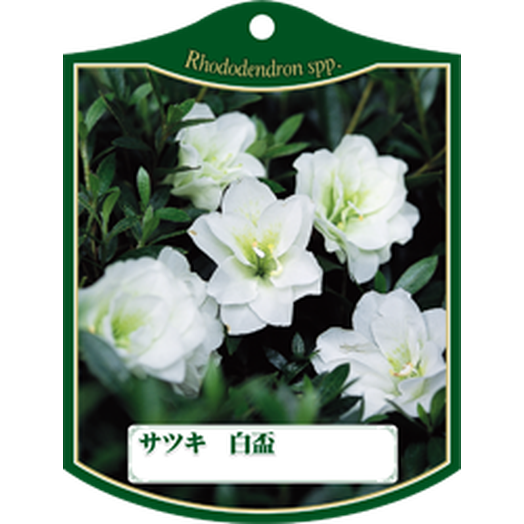 ARC サツキ ハクハイ K 園芸用ラベル【105mm×80mm】100枚入 T1TMK240-01