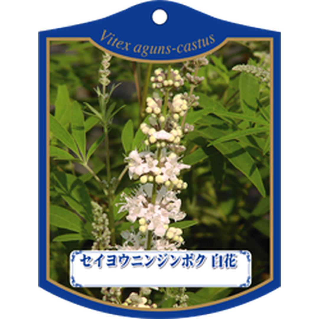ARC セイヨウ ニンジンボク シロ Ｋ 園芸用ラベル【105mm×80mm】100枚入 T1TMK243-01