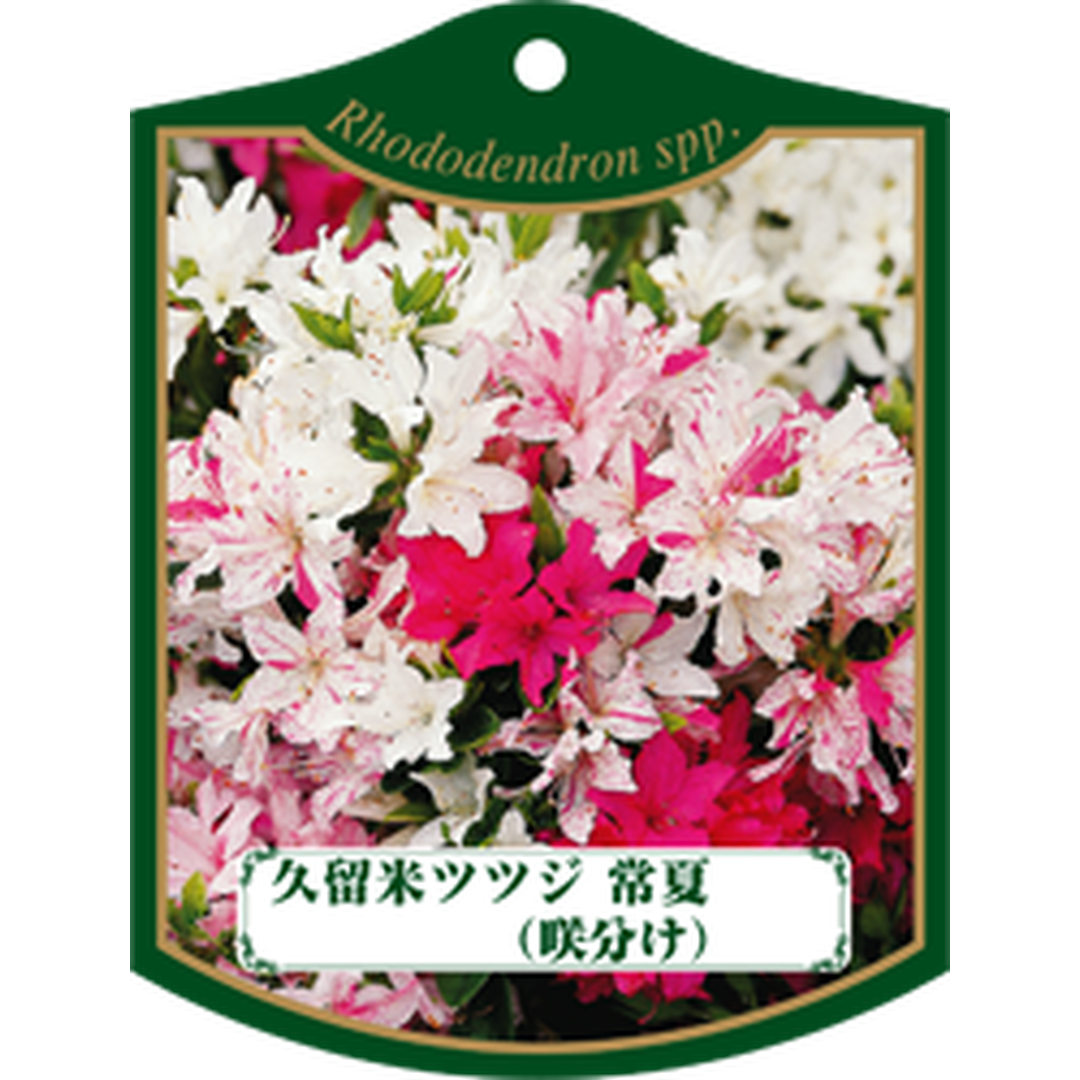 ARC クルメツツジ トコナツ（サキワケ）K 園芸用ラベル【105mm×80mm】100枚入 T1TMK248-01