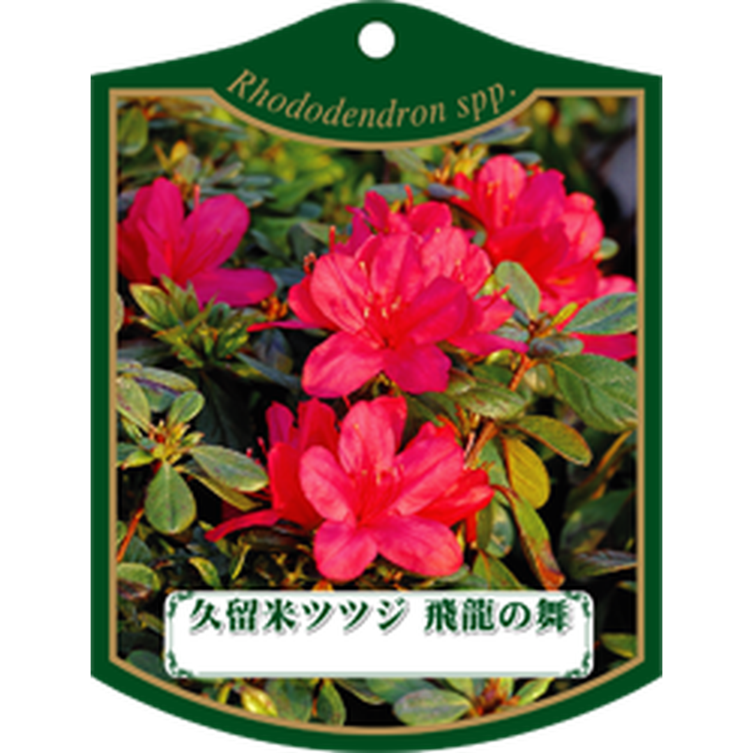 ARC クルメツツジ ヒリュウノマイ K 園芸用ラベル【105mm×80mm】100枚入 T1TMK249-01