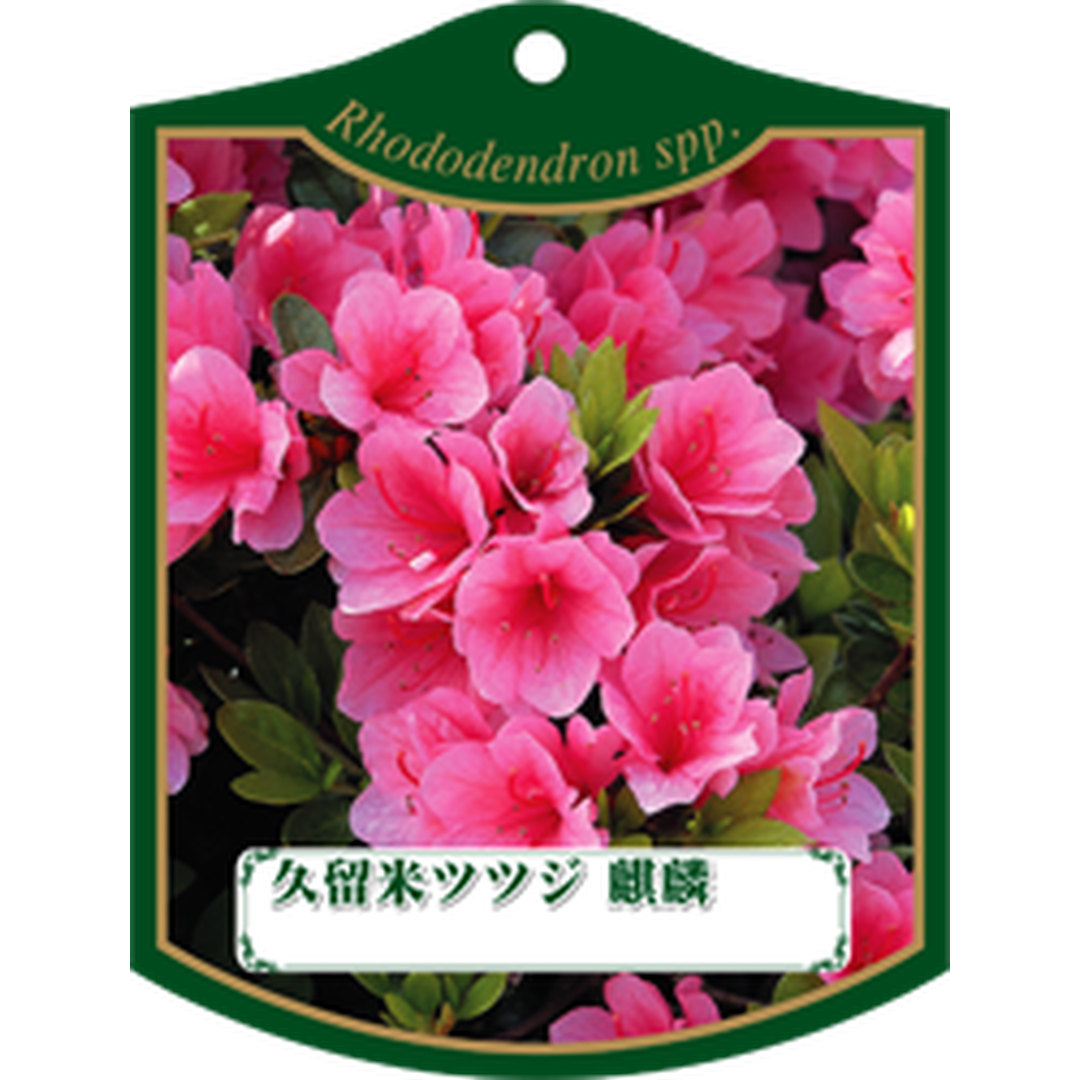 ARC クルメツツジ キリン K 園芸用ラベル【105mm×80mm】100枚入 T1TMK250-01