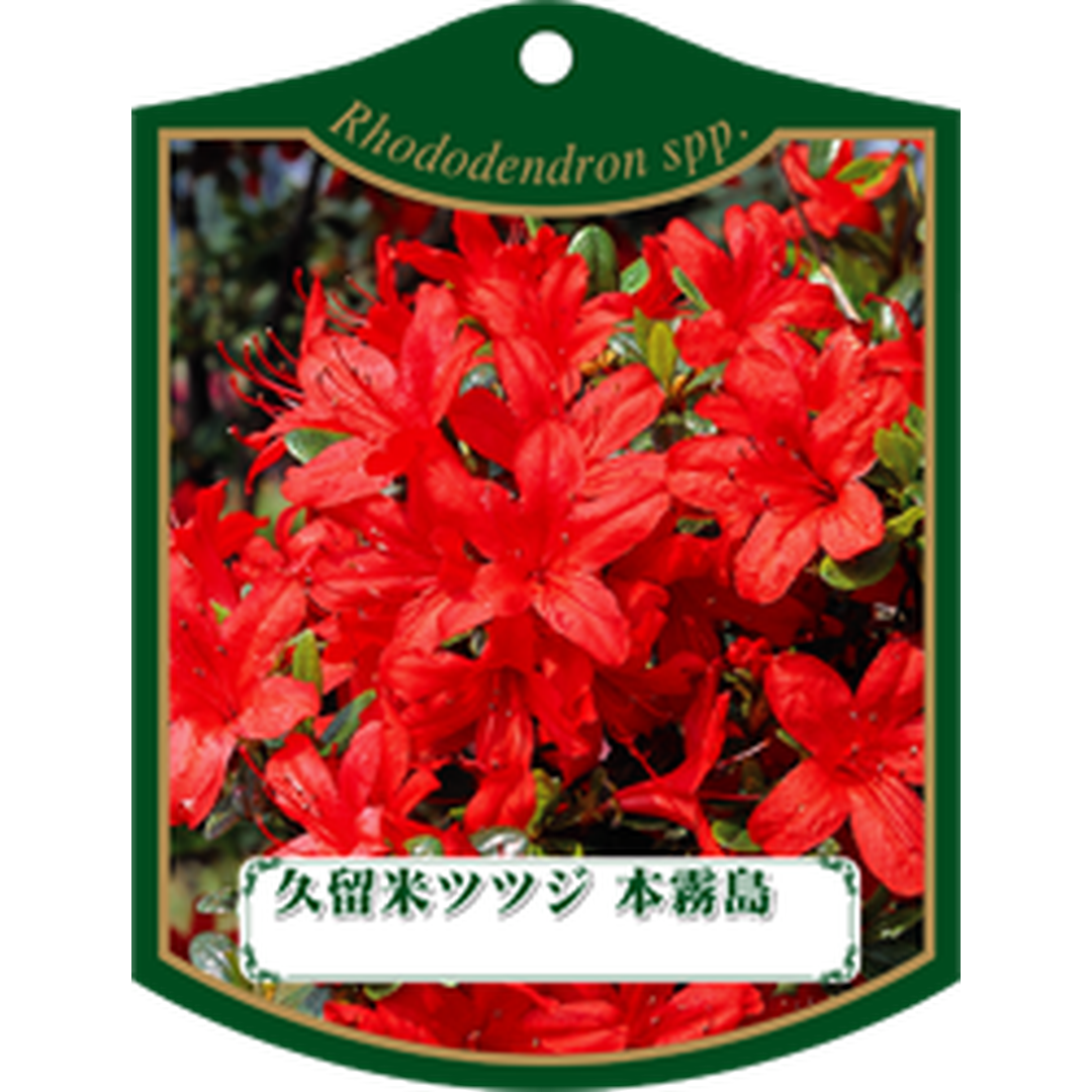 ARC クルメツツジ ホンキリシマ K 園芸用ラベル【105mm×80mm】100枚入 T1TMK252-01