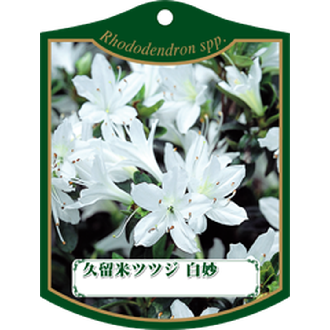 ARC クルメツツジ シロタエ K 園芸用ラベル【105mm×80mm】100枚入 T1TMK253-01