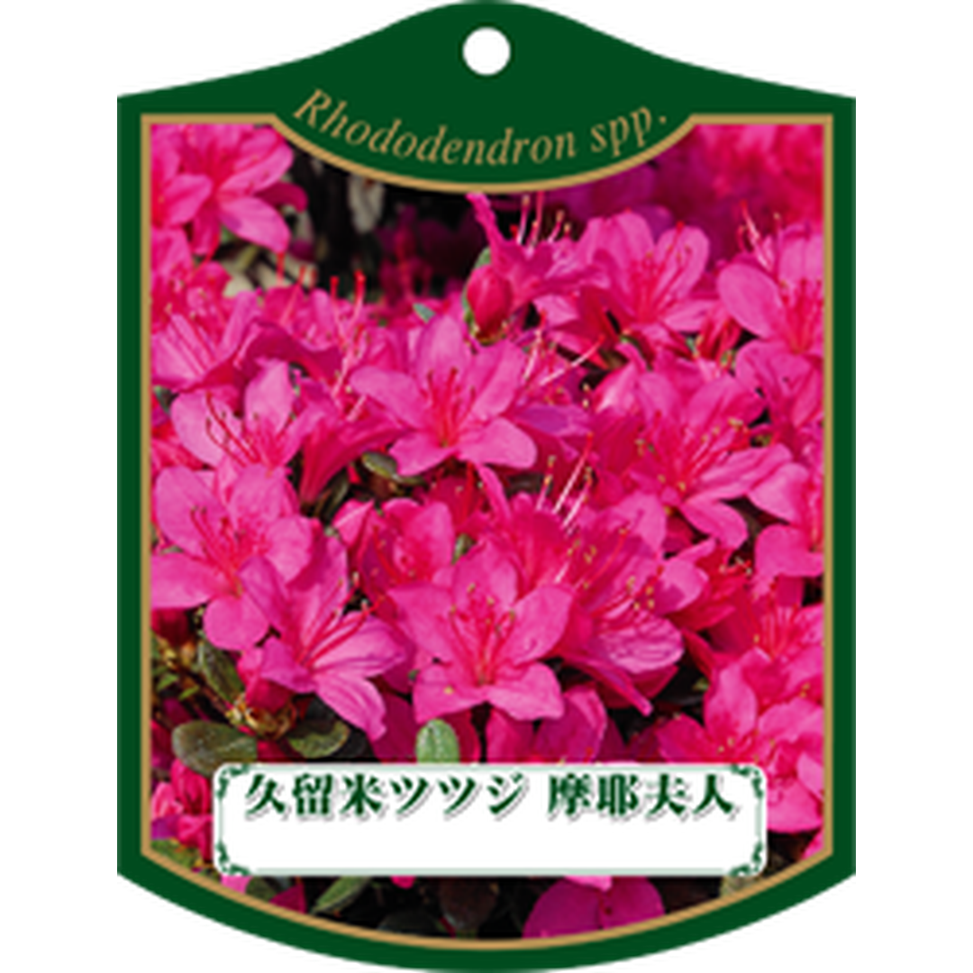 ARC クルメツツジ マヤフジン Ｋ 園芸用ラベル【105mm×80mm】100枚入 T1TMK254-01