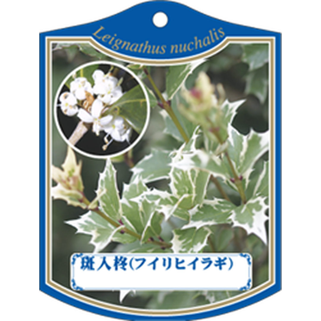 ARC フイリ ヒイラギ K 園芸用ラベル【105mm×80mm】100枚入 T1TMK311-01