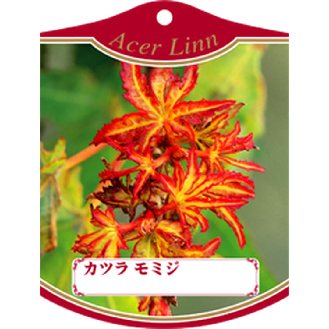 ARC カツラ モミジ K 園芸用ラベル【105mm×80mm】100枚入 T1TMK326-01