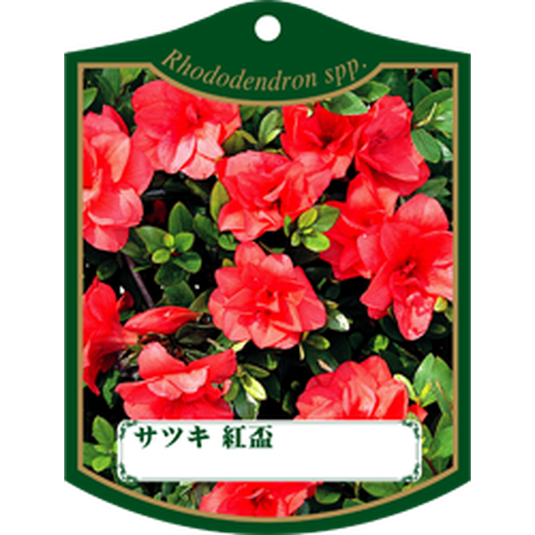 ARC サツキ ベニハイ K 園芸用ラベル【105mm×80mm】100枚入 T1TMK328-01