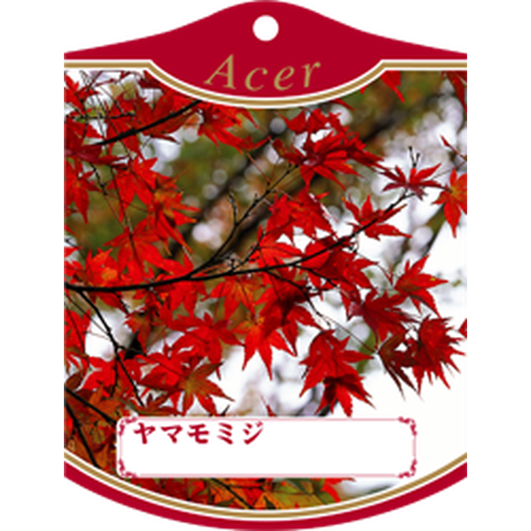 ARC ヤマモミジ K 園芸用ラベル【105mm×80mm】100枚入 T1TMK331-01