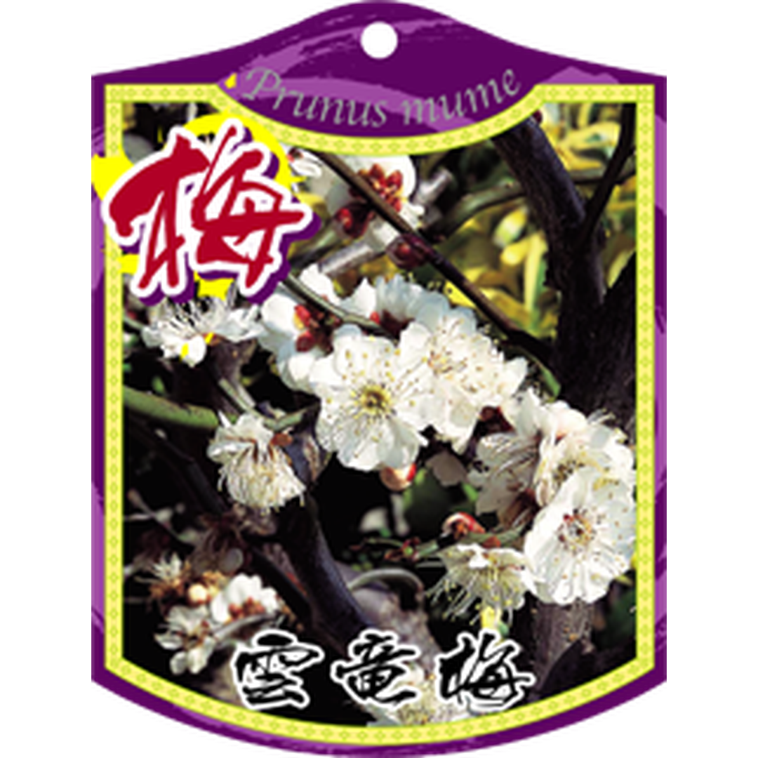 ARC ウンリュウバイ ツリサゲ K 園芸用ラベル【105mm×80mm】100枚入 T1TMK333-01