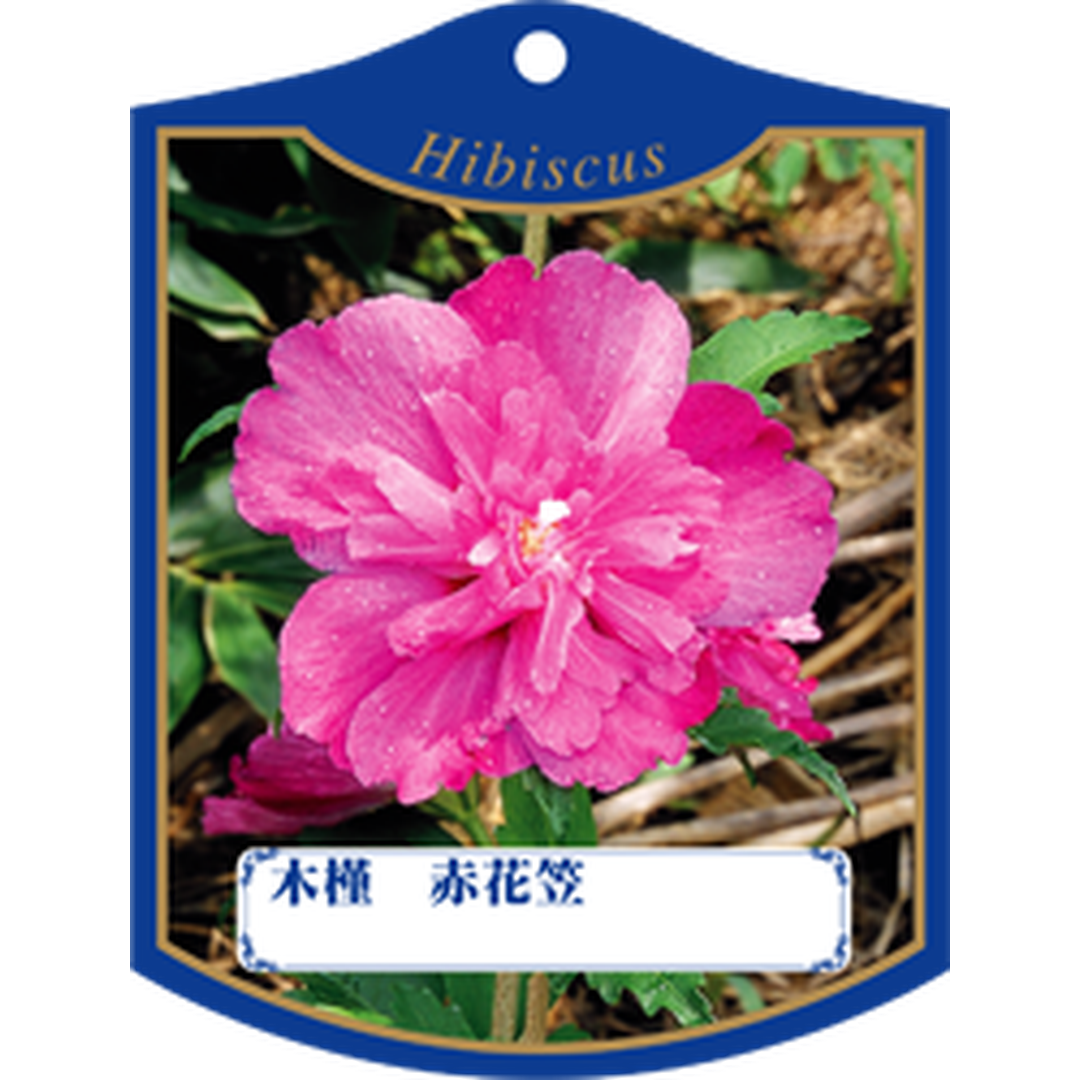 ARC ムクゲアカハナガサ K 園芸用ラベル【105mm×80mm】100枚入 T1TMK334-01