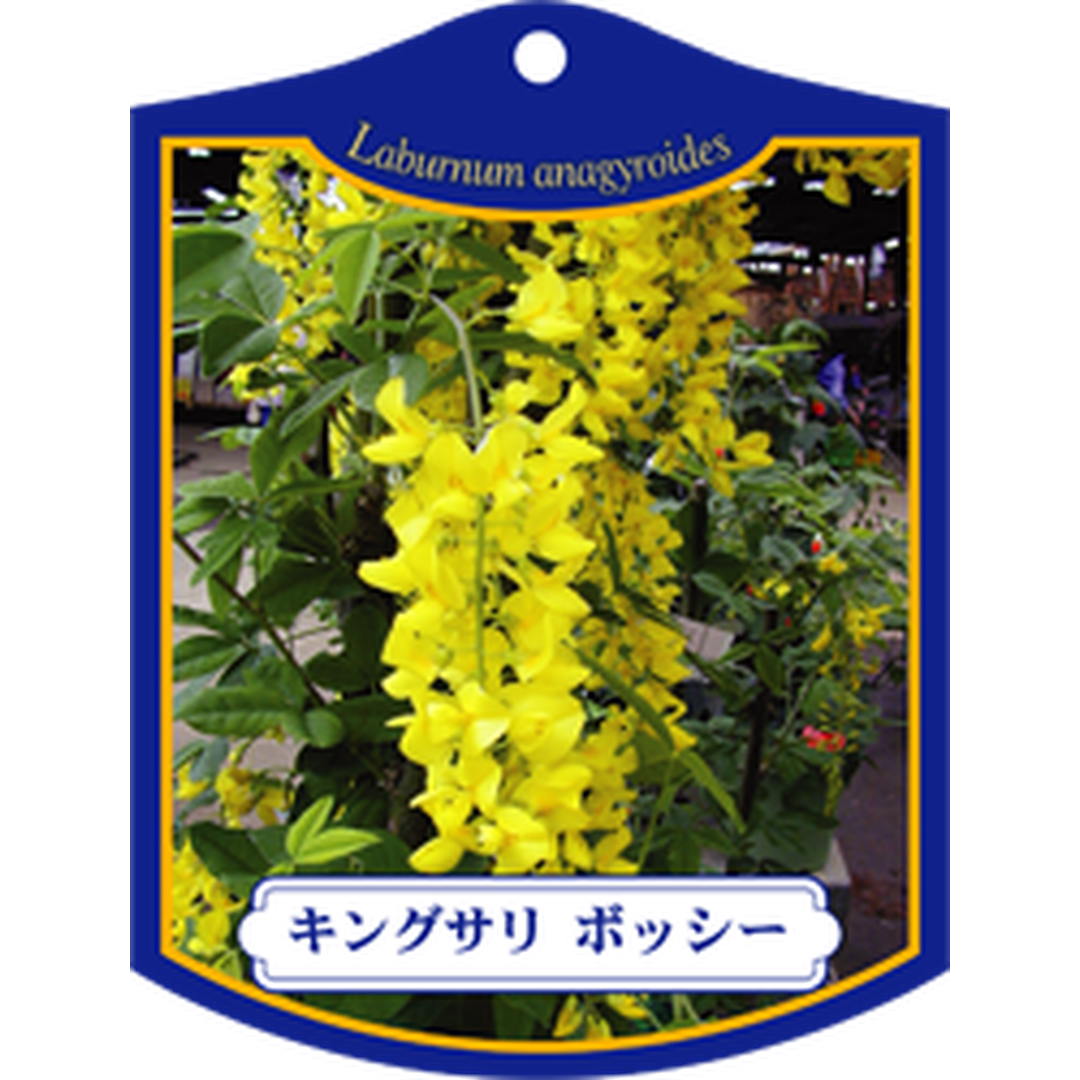 ARC キングサリ ボッシー Ｋ 園芸用ラベル【105mm×80mm】100枚入 T1TMK347-01