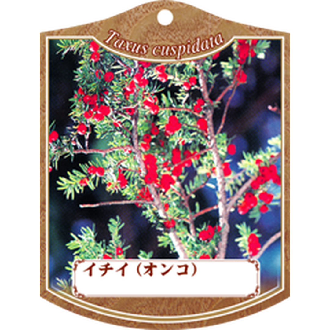 ARC イチイ（オンコ・アララギ） K 園芸用ラベル【105mm×80mm】100枚入 T1TMK413-01