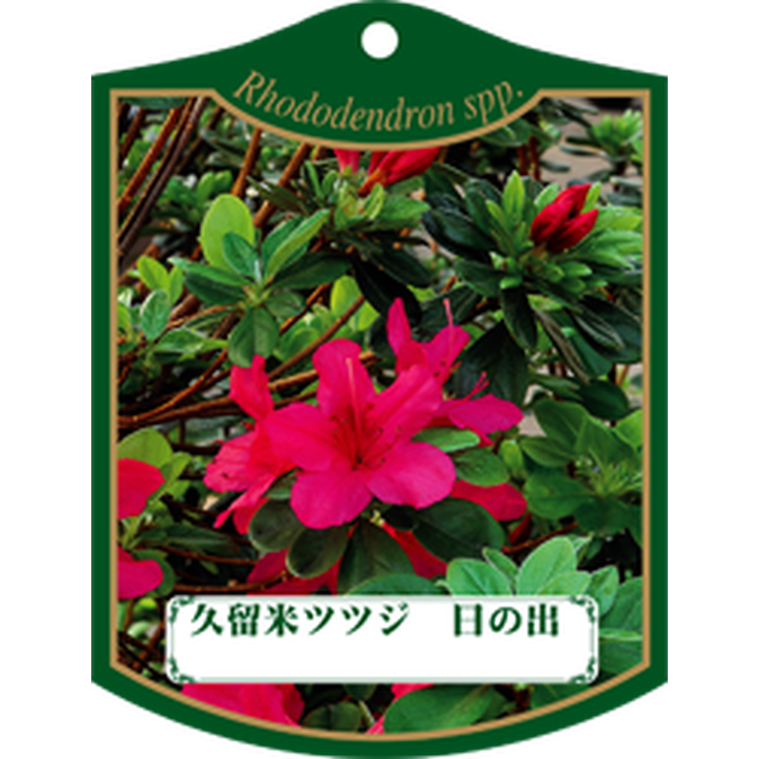 ARC クルメツツジ ヒノデ K 園芸用ラベル【105mm×80mm】100枚入 T1TMK415-01