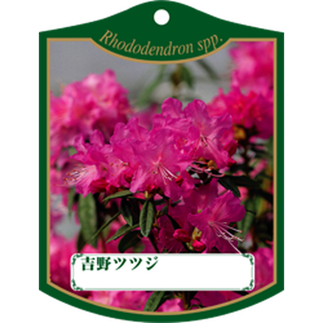 ARC ヨシノツツジ K 園芸用ラベル【105mm×80mm】100枚入 T1TMK418-01
