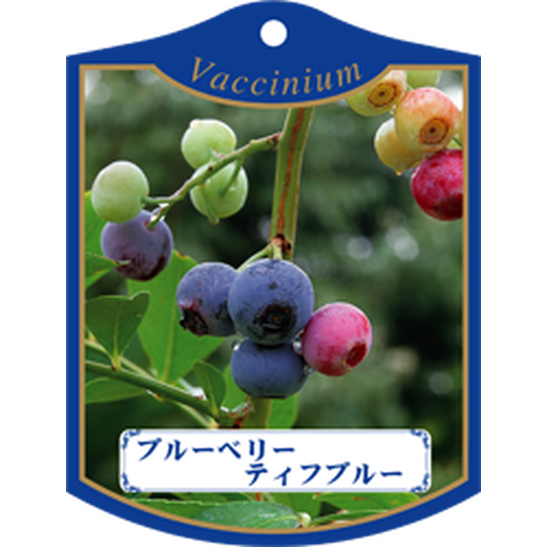 ARC ブルーベリー ティフブルー K 園芸用ラベル【105mm×80mm】100枚入 T1TMK430-01