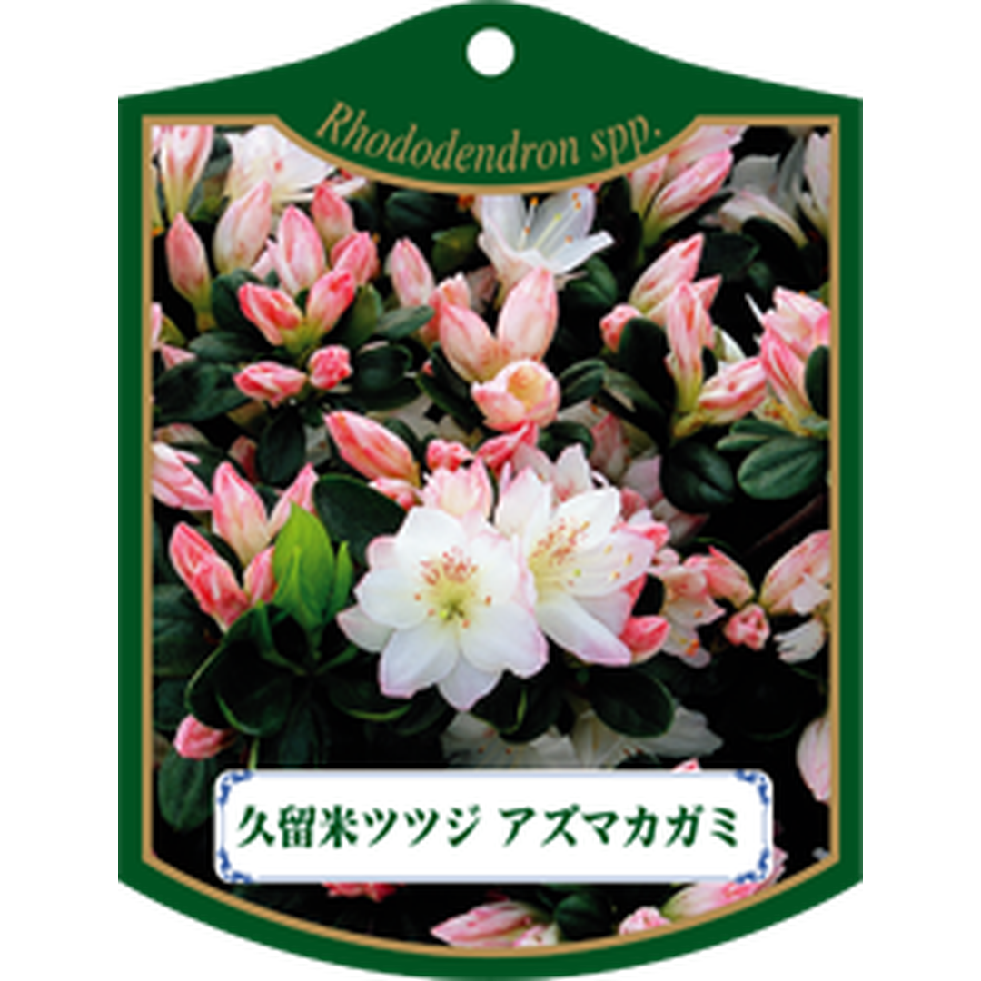 ARC クルメツツジ アズマカガミ K 園芸用ラベル【105mm×80mm】100枚入 T1TMK438-01