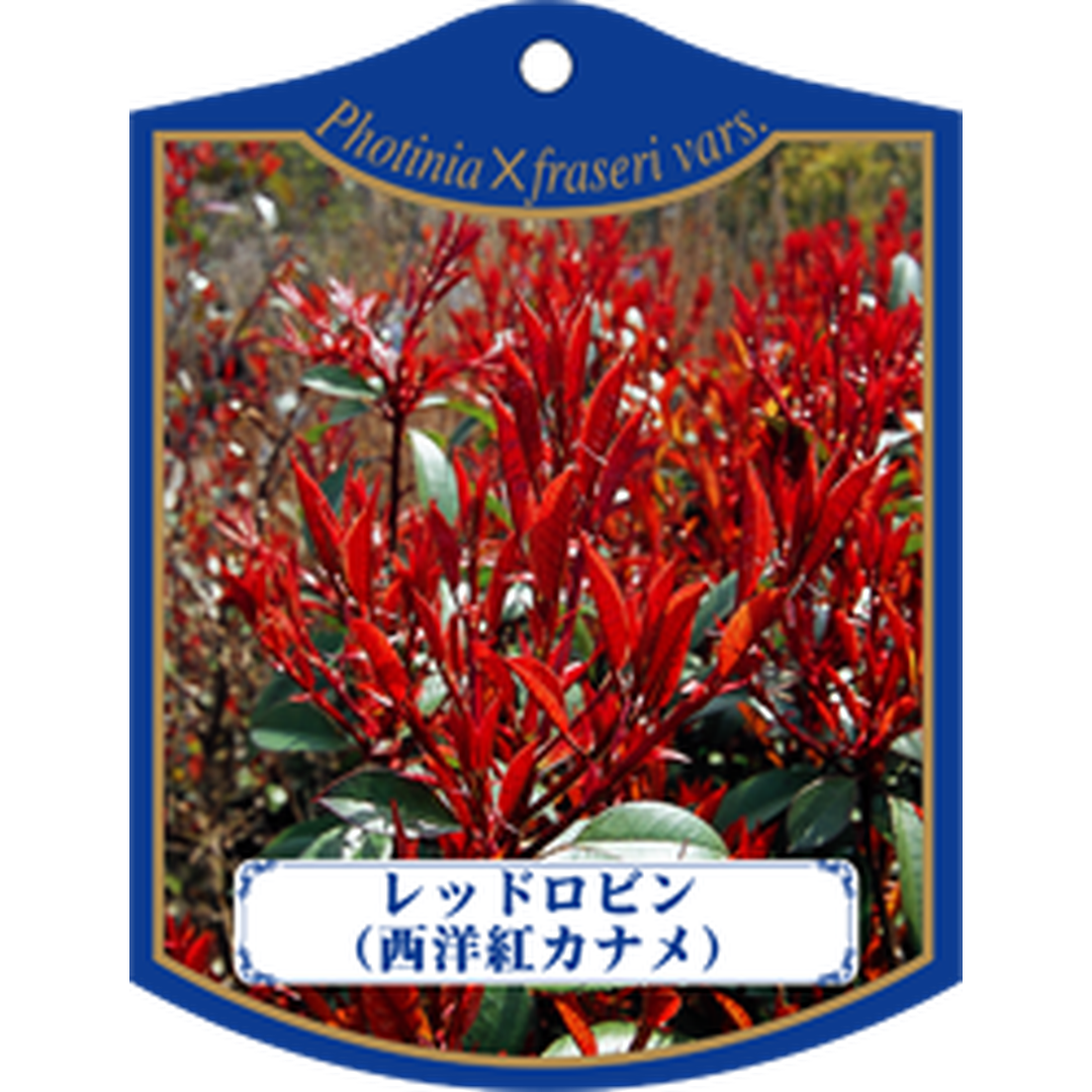 ARC レッドロビン（セイヨウベニカナK 園芸用ラベル【105mm×80mm】100枚入 T1TMK439-01