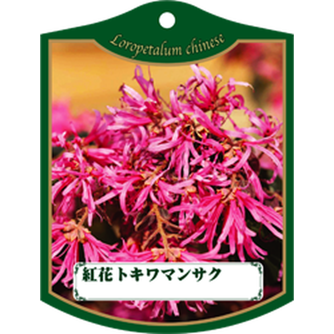 ARC ベニバナ トキワマンサク Ｋ 園芸用ラベル【105mm×80mm】100枚入 T1TMK442-01
