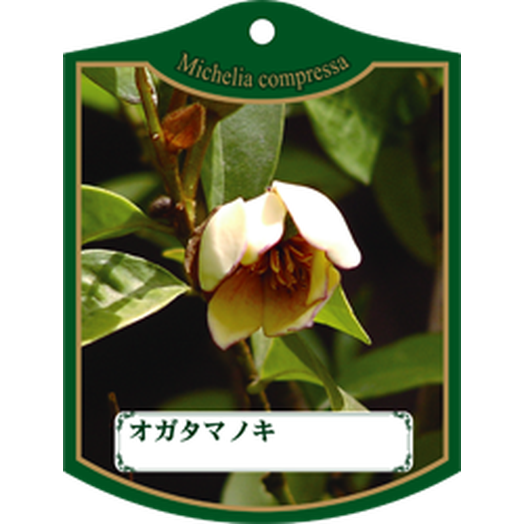 ARC オガタマノキ K 園芸用ラベル【105mm×80mm】100枚入 T1TMK443-01