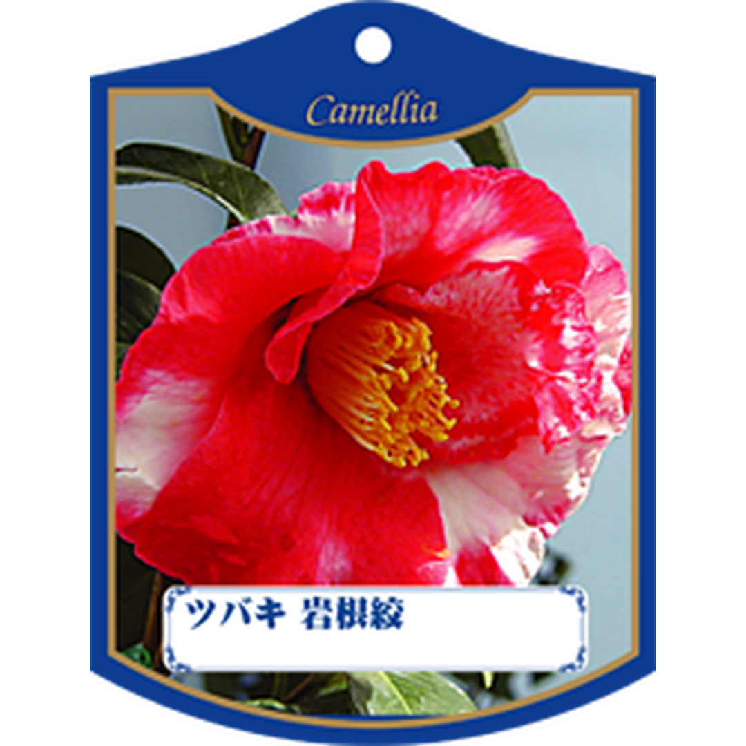 ARC ツバキ イワネシボリ Ｋ 園芸用ラベル【105mm×80mm】100枚入 T1TMK445-01