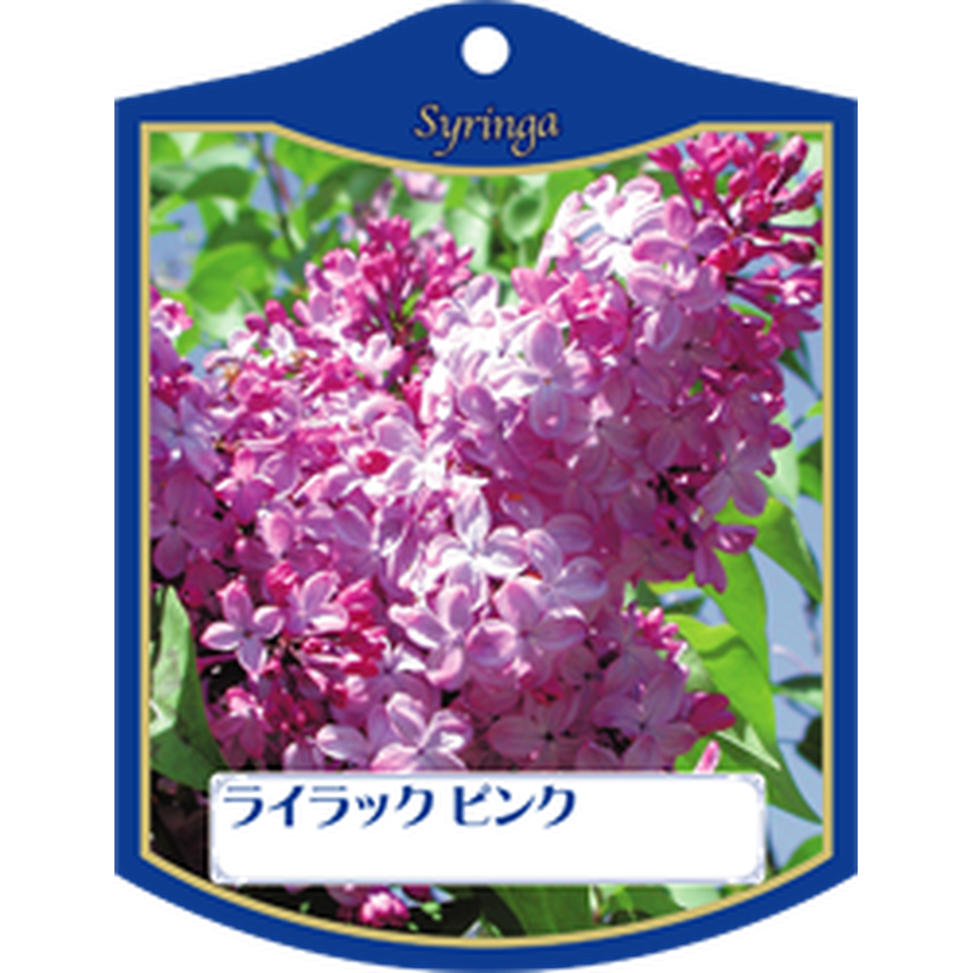 ARC ライラック ピンク K 園芸用ラベル【105mm×80mm】100枚入 T1TMK452-01