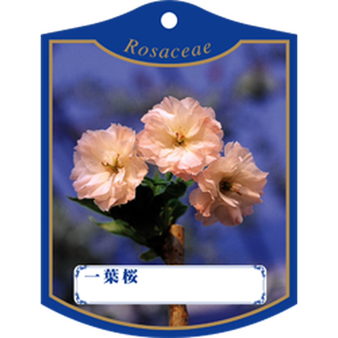ARC イチヨウザクラ K 園芸用ラベル【105mm×80mm】100枚入 T1TMK457-01