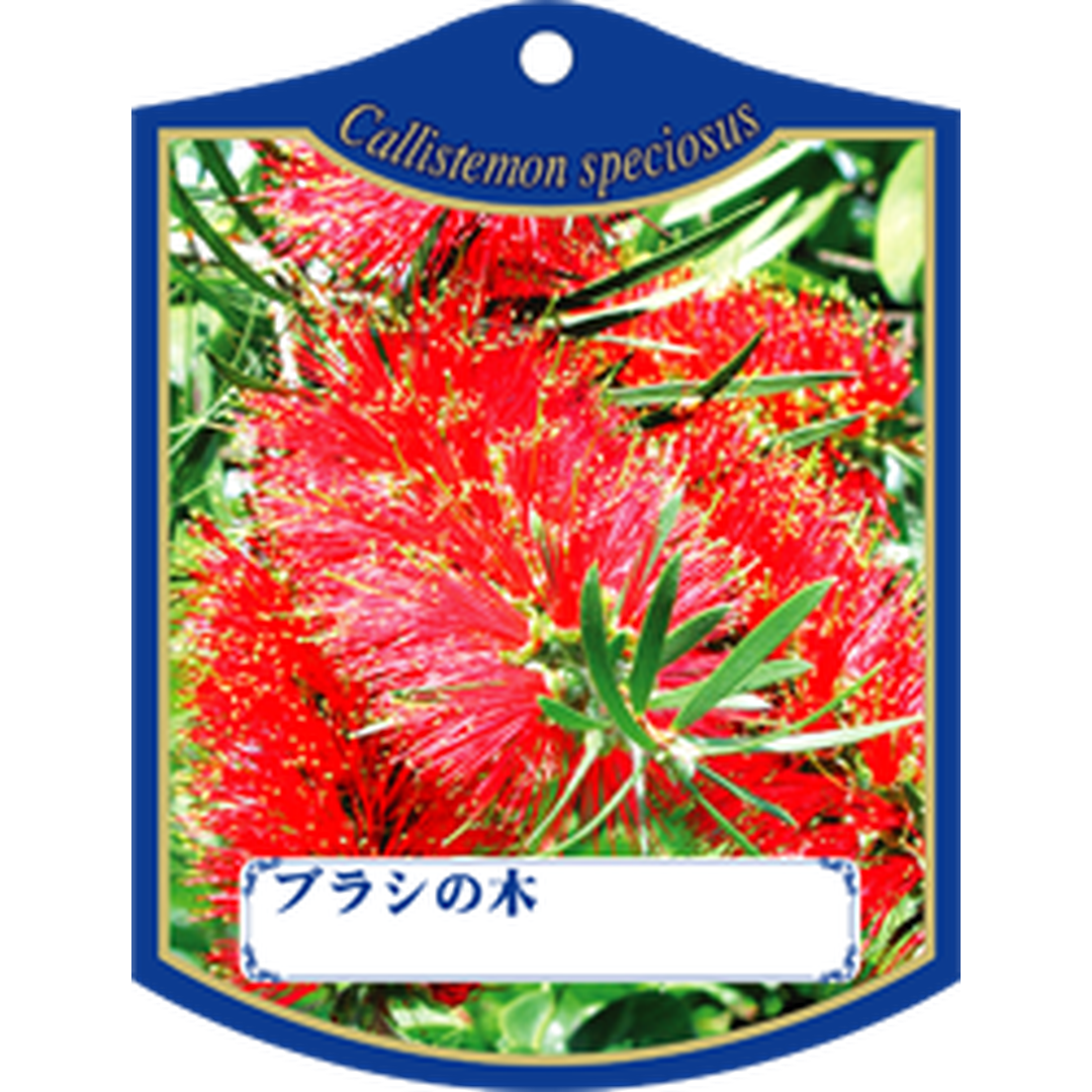 ARC ブラシノキ 園芸用ラベル【105mm×80mm】100枚入 T1TMK463-01