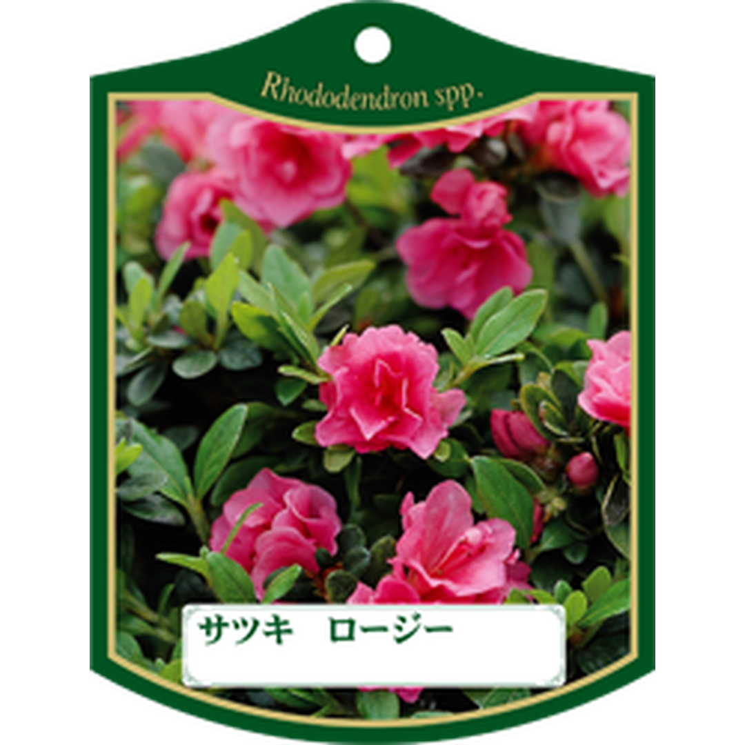 ARC サツキ ロージー K 園芸用ラベル【105mm×80mm】100枚入 T1TMK470-01