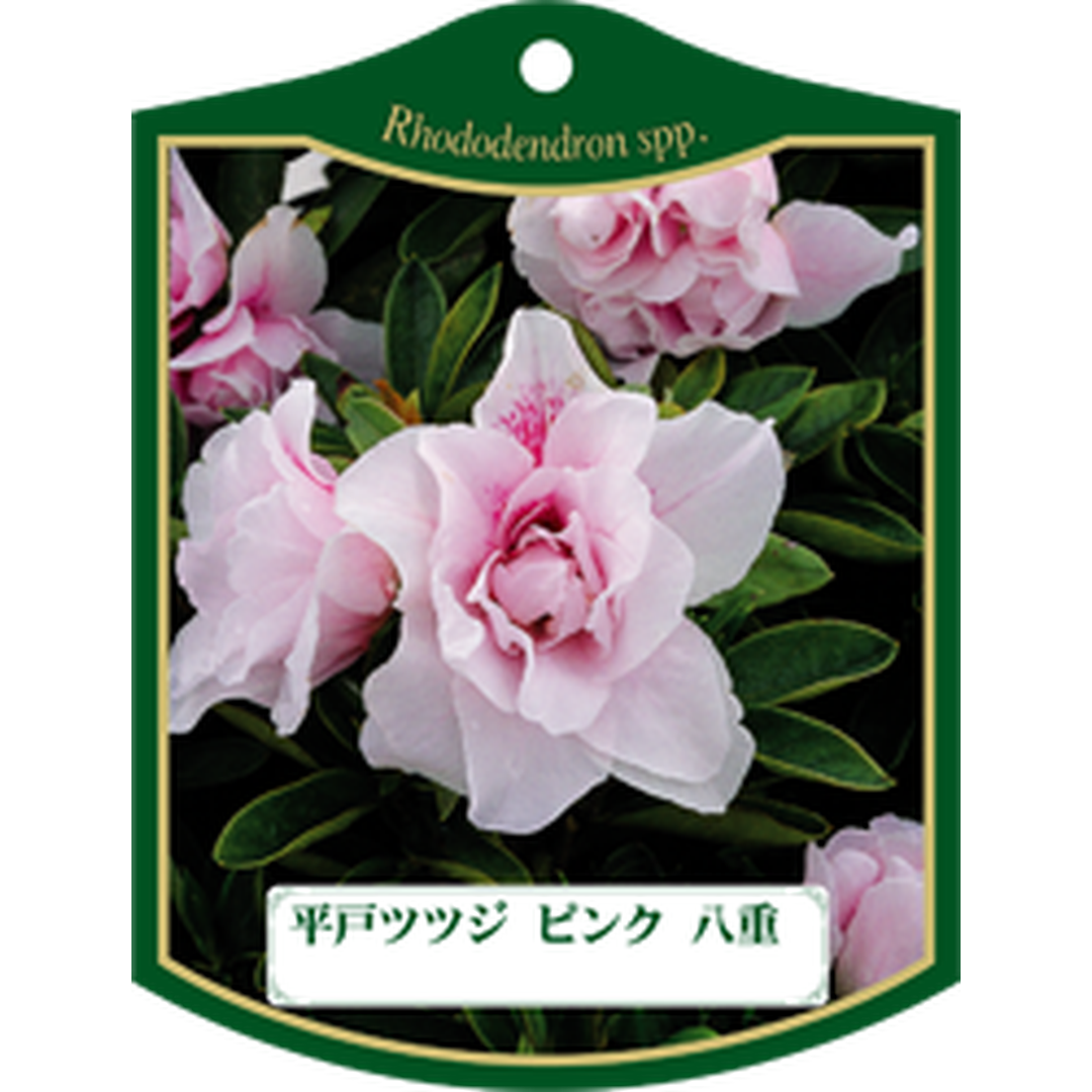 ARC ヒラドツツジピンクヤエ K 園芸用ラベル【105mm×80mm】100枚入 T1TMK471-01