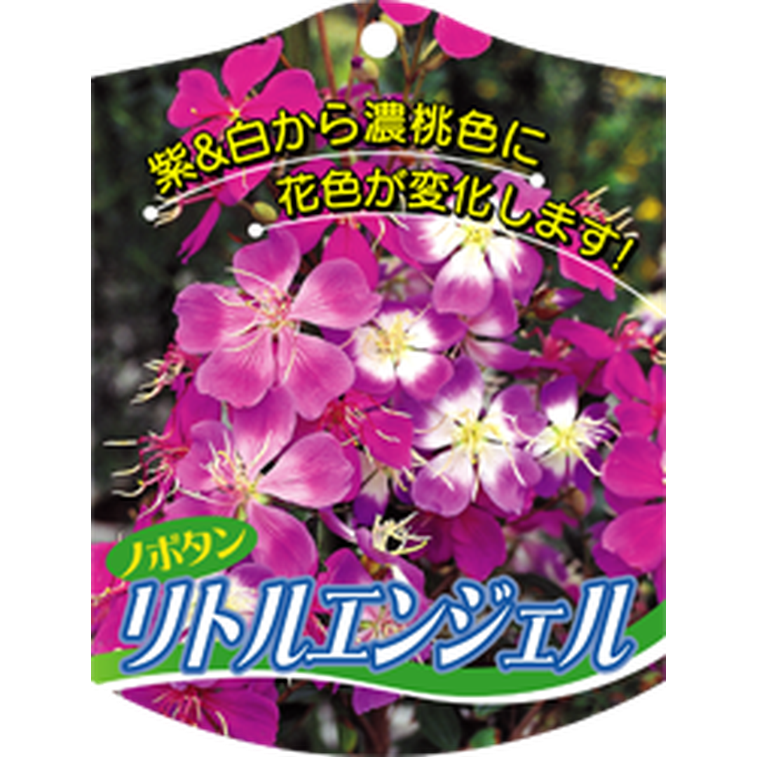 ARC ノボタン リトルエンジェル K 園芸用ラベル【105mm×80mm】100枚入 T1TMK472-01