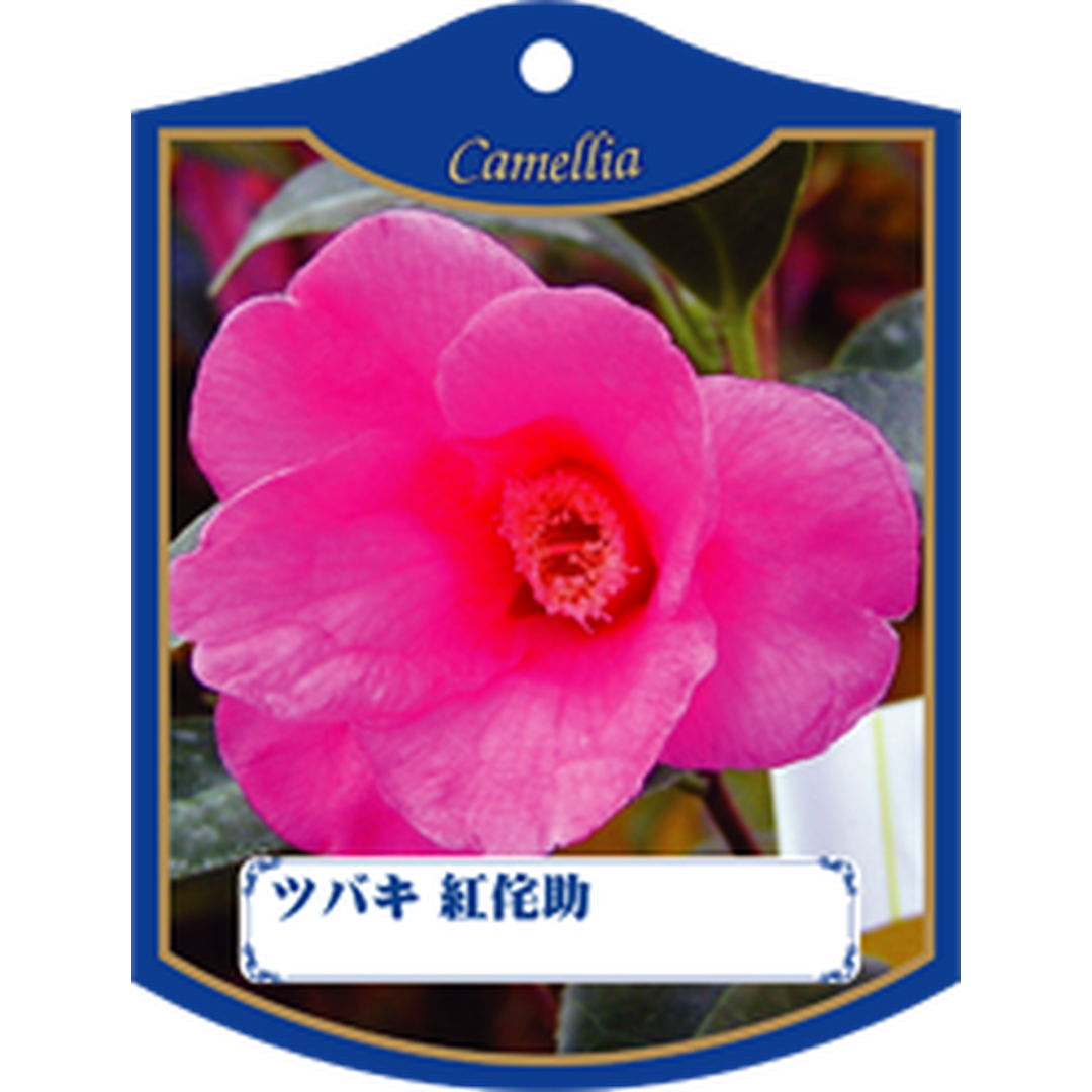 ARC ツバキ アカワビスケ K 園芸用ラベル【105mm×80mm】100枚入 T1TMK477-01