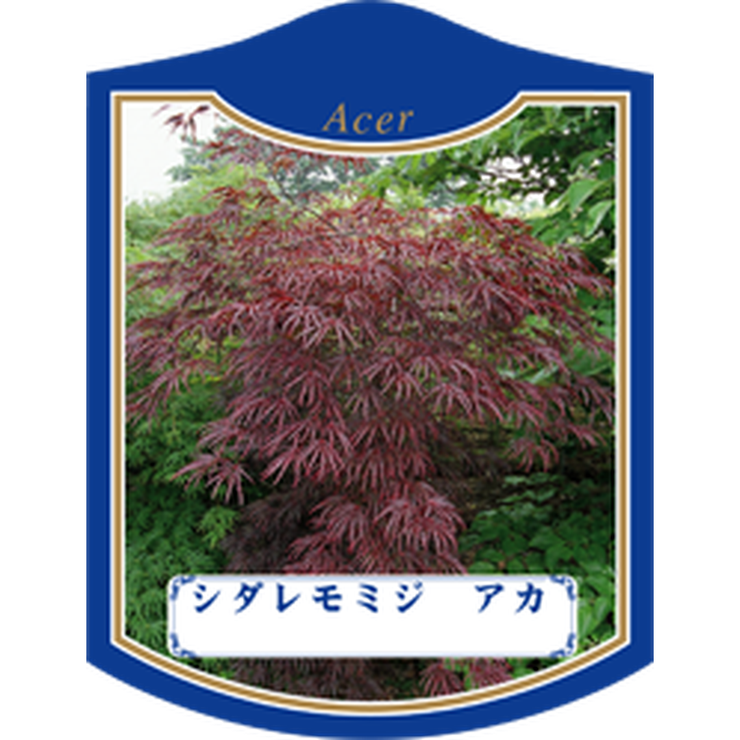 ARC シダレモミジ アカ K 園芸用ラベル【105mm×80mm】100枚入 T1TMK478-01