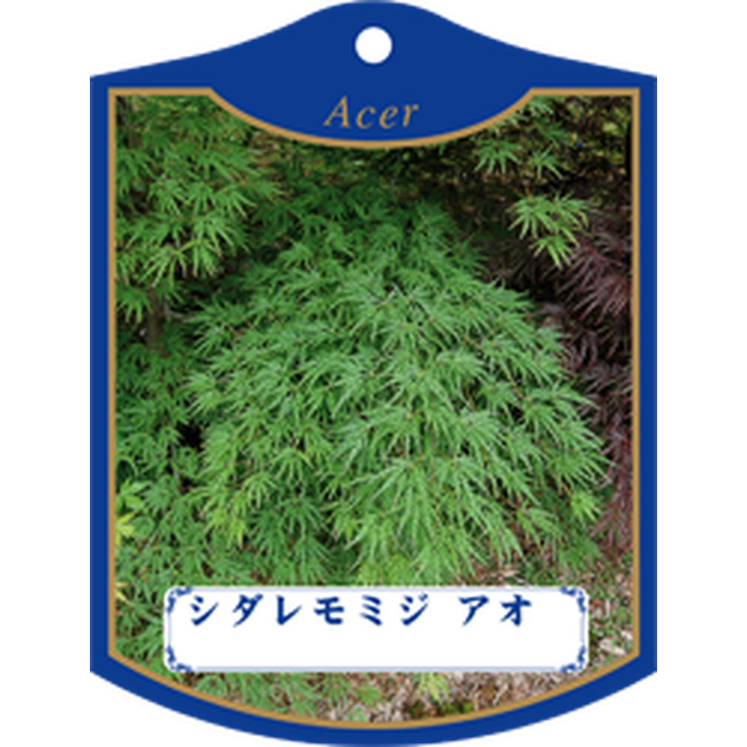 ARC シダレモミジ アオ K 園芸用ラベル【105mm×80mm】100枚入 T1TMK481-01