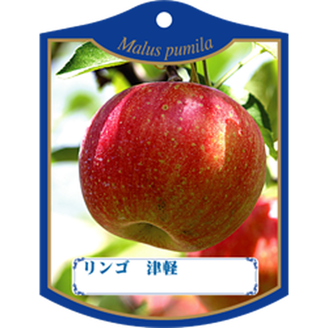 ARC リンゴ ツガル K 園芸用ラベル【105mm×80mm】100枚入 T1TMK497-01