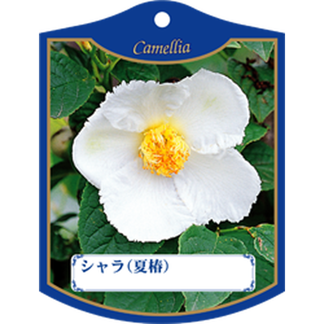 ARC シャラ（ナツツバキ）シロ K 園芸用ラベル【105mm×80mm】100枚入 T1TMK499-01