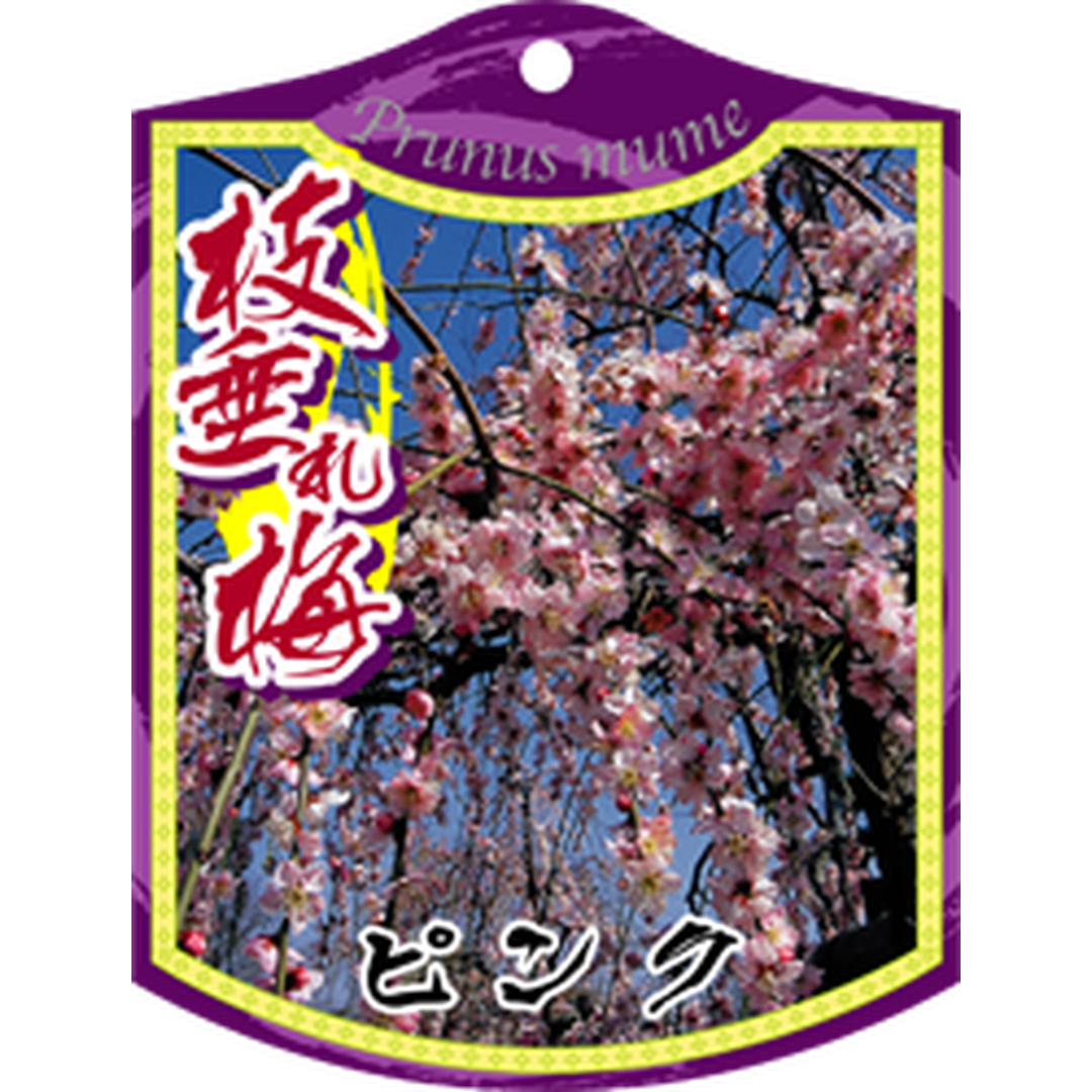 ARC シダレウメ ピンク 1005 K 園芸用ラベル【105mm×80mm】100枚入 T1TMK505-01