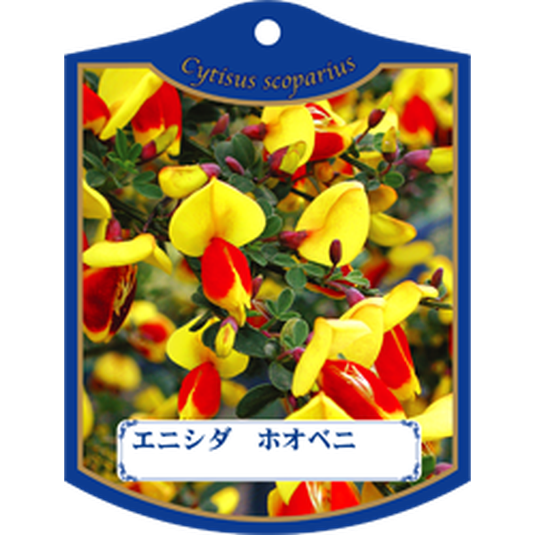 ARC エニシダ ホオベニ 1004 Ｋ 園芸用ラベル【105mm×80mm】100枚入 T1TMK510-01