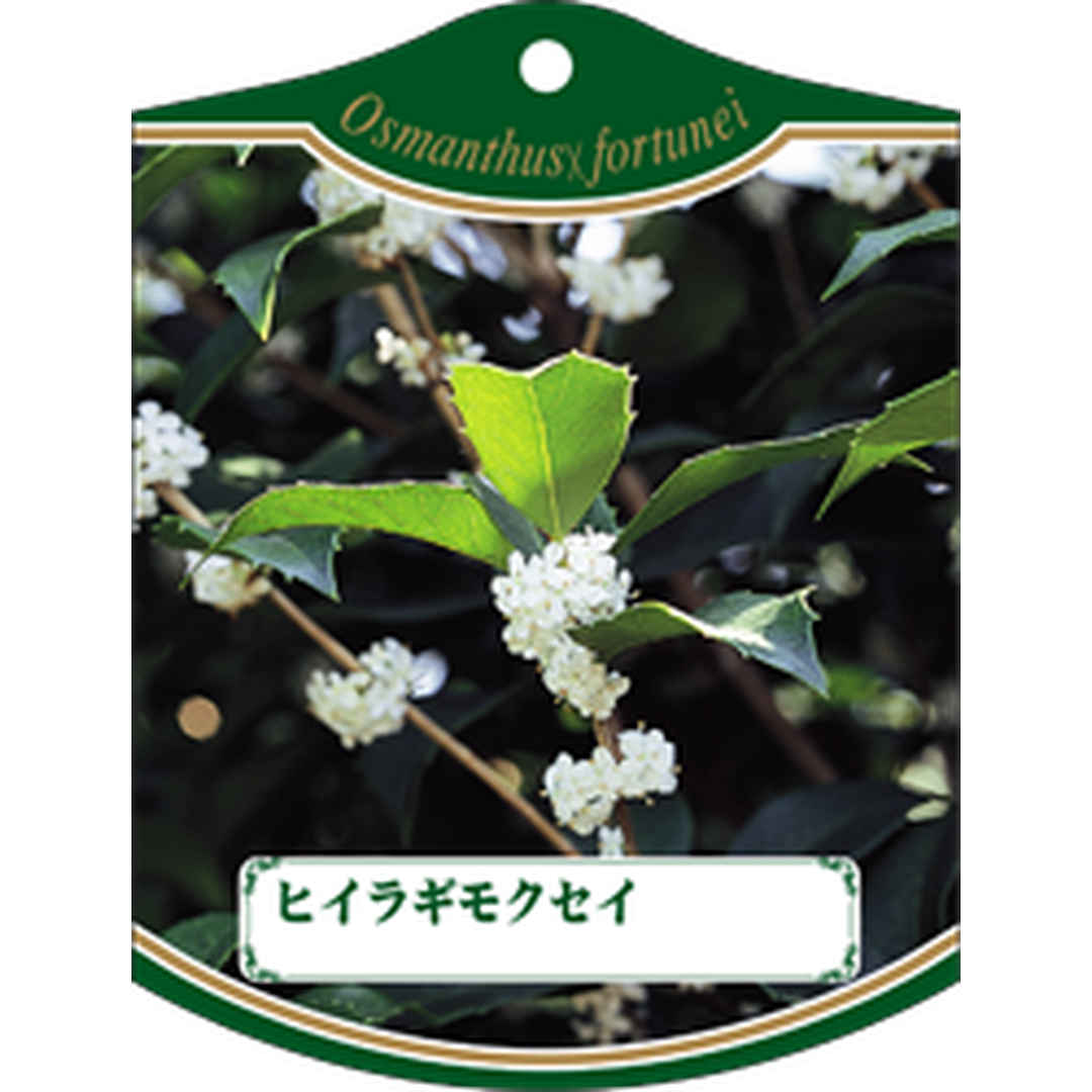 ARC ヒイラギモクセイ K 園芸用ラベル【105mm×80mm】100枚入 T1TMK517-01