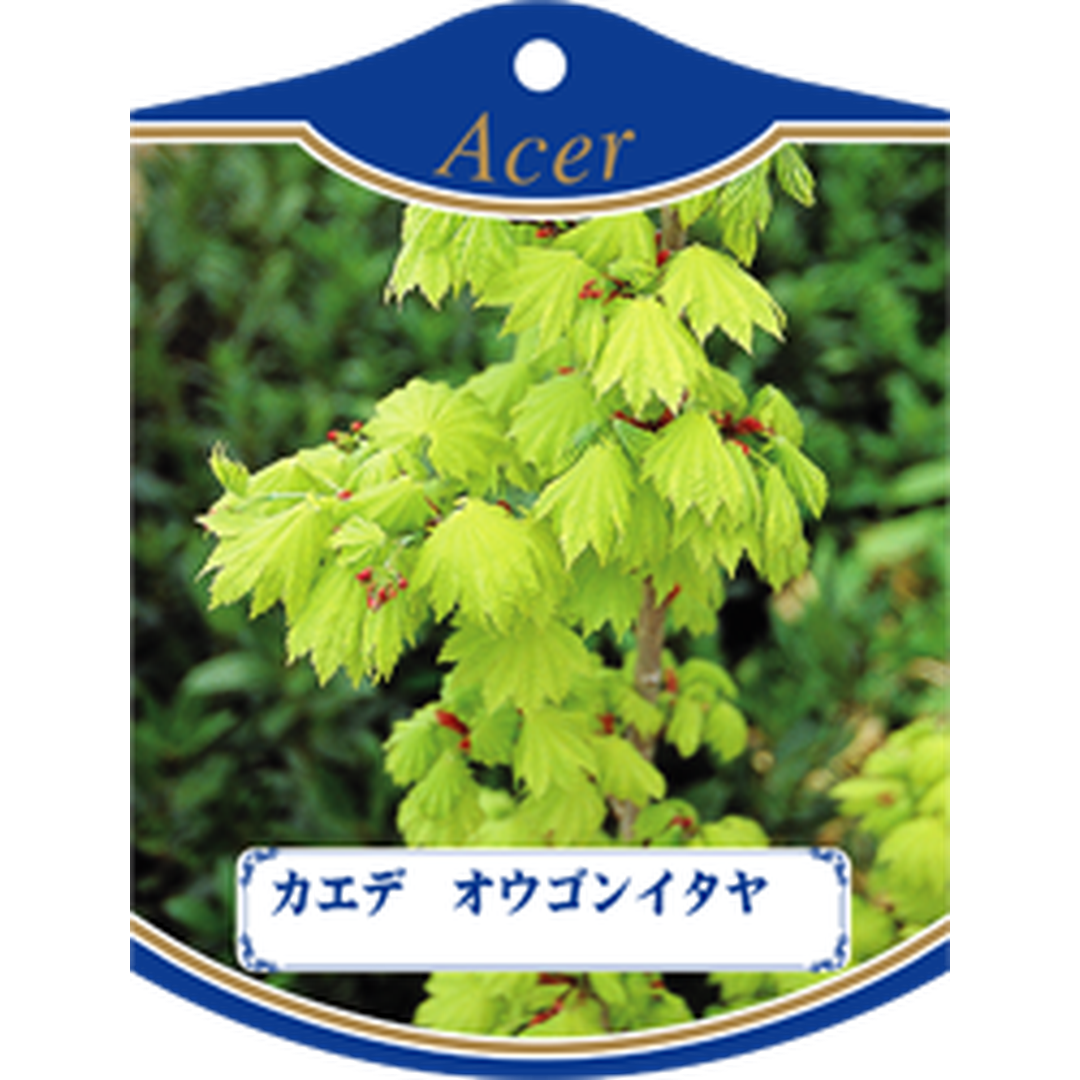 ARC カエデ オウゴンイタヤ K 園芸用ラベル【105mm×80mm】100枚入 T1TMK519-01