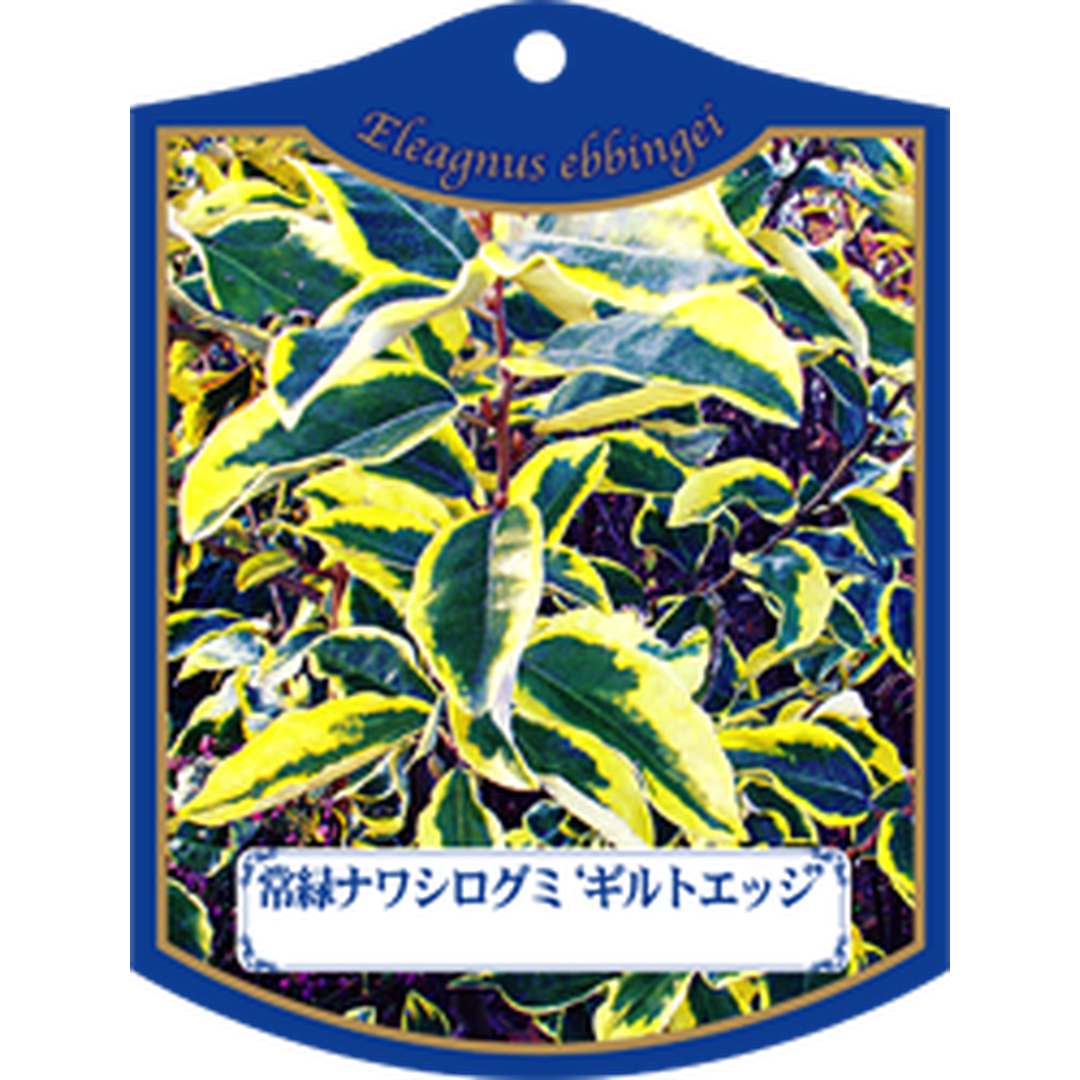 ARC ギルトエッジ K 園芸用ラベル【105mm×80mm】100枚入 T1TMK524-01