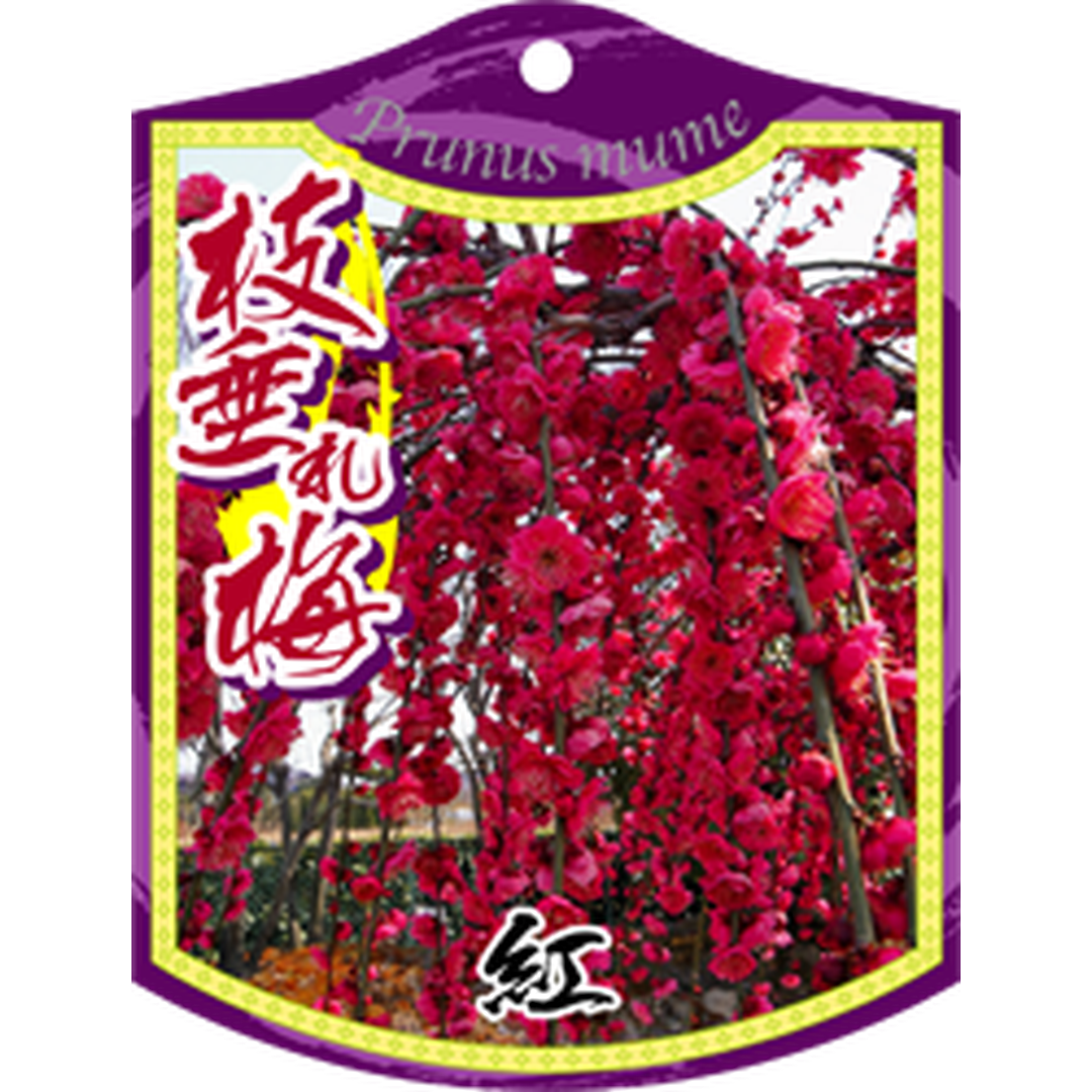 ARC シダレウメ ベニ K 園芸用ラベル【105mm×80mm】100枚入 T1TMK547-01