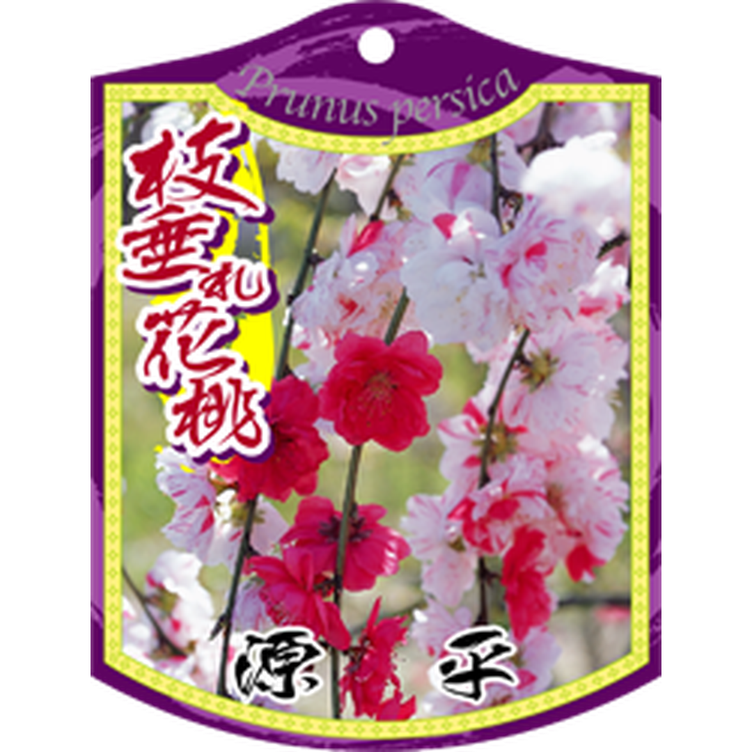 ARC ハナモモ ゲンペイシダレ K 園芸用ラベル【105mm×80mm】100枚入 T1TMK548-01