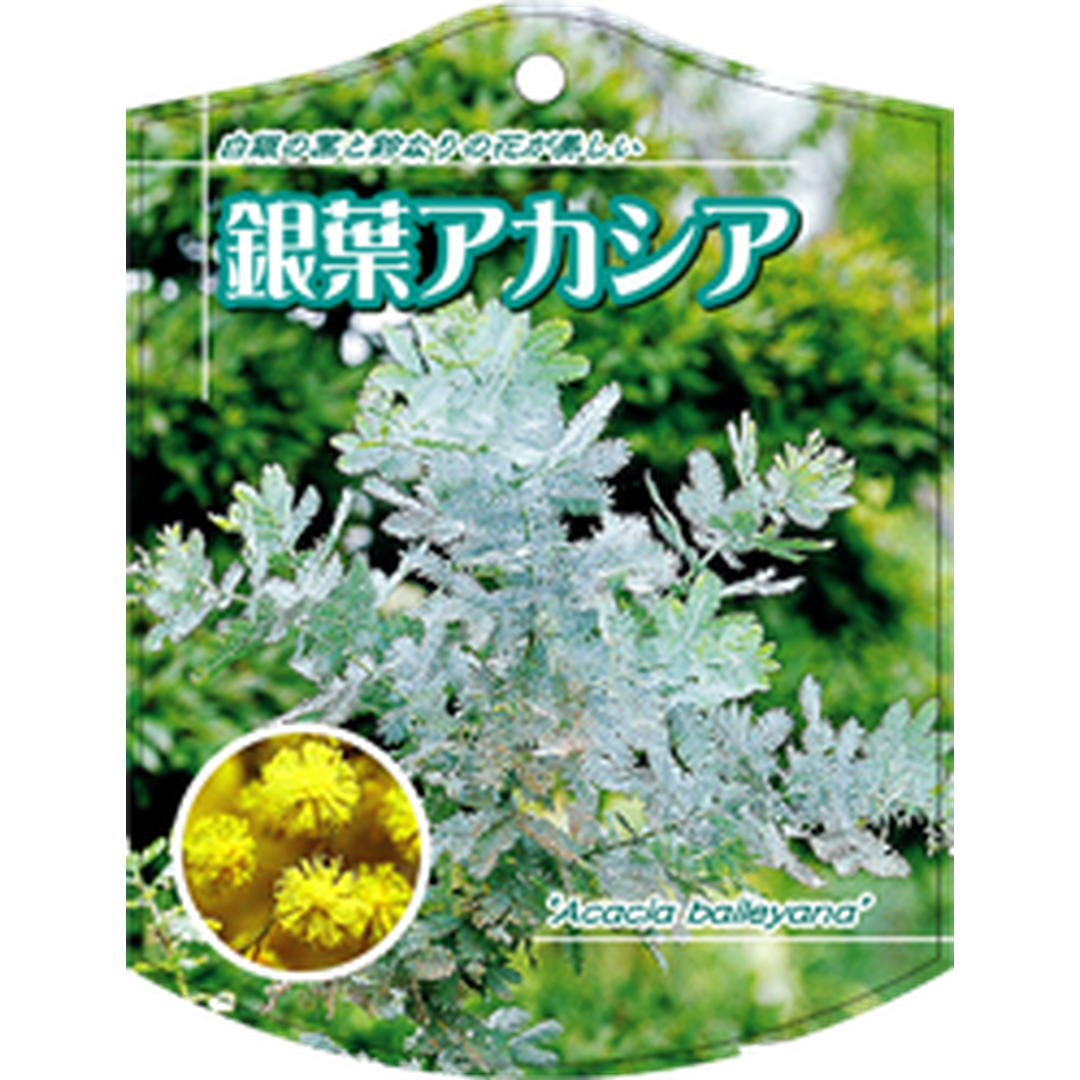 ARC ギンヨウアカシア K 園芸用ラベル【105mm×80mm】100枚入 T1TMK560-01