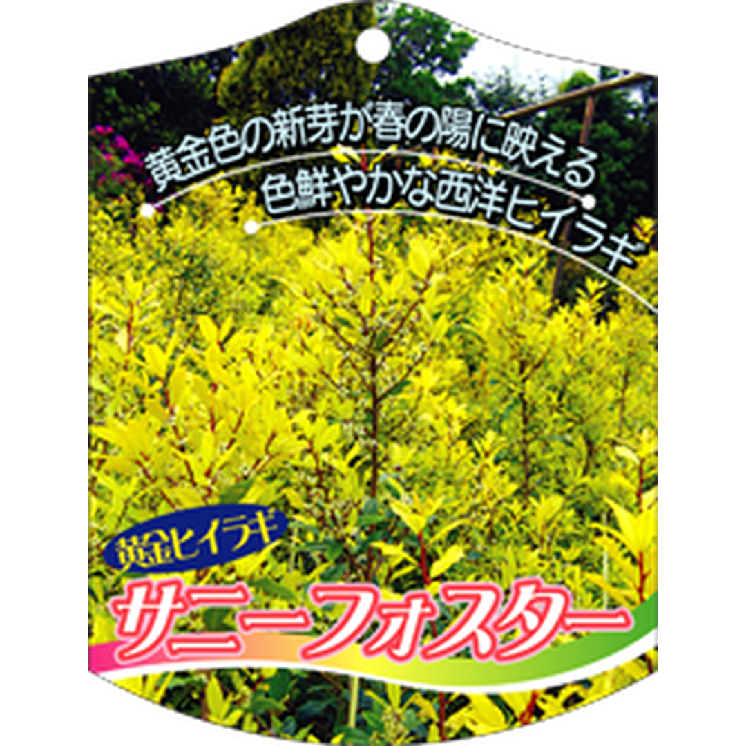 ARC ヒイラギ サニーフォスタ K 園芸用ラベル【105mm×80mm】100枚入 T1TMK562-01