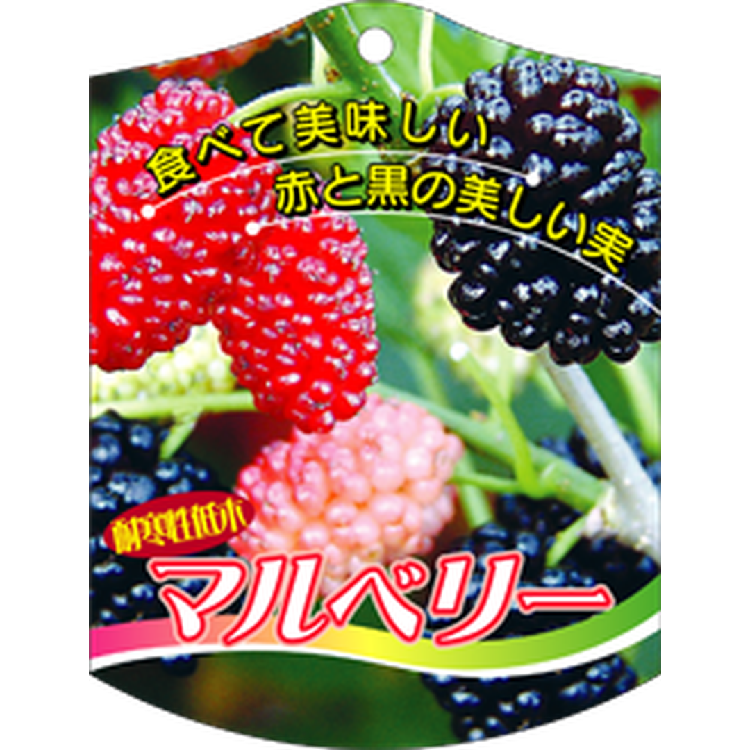 ARC マルベリー K 園芸用ラベル【105mm×80mm】100枚入 T1TMK599-01