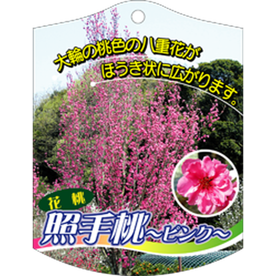 ARC テルテモモ ピンク K 園芸用ラベル【105mm×80mm】100枚入 T1TMK602-01